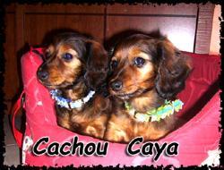 caya-cachou