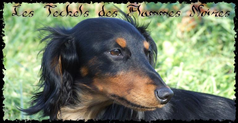 Les Teckels des Flammes Noires